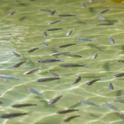 Tilapia fingerlings in a nursery pond, representing early growth stages