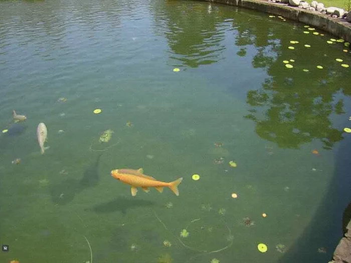 Dissolved Oxygen Management in Tilapia Ponds: Aeration Techniques
