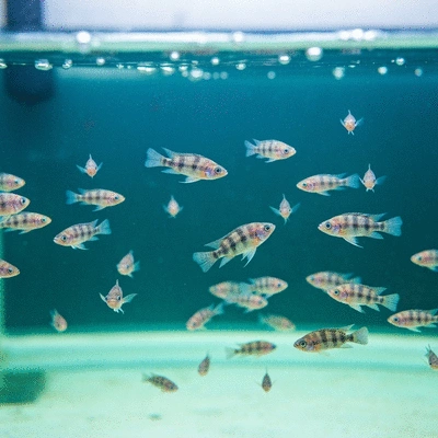 Close-up of healthy tilapia fry swimming in clear, well-oxygenated water in a professional aquaculture tank, no text, no words, no typography, clean image